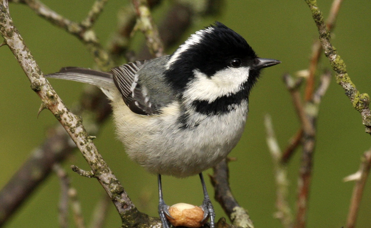 Mésange noire, à la tête noire et blanche