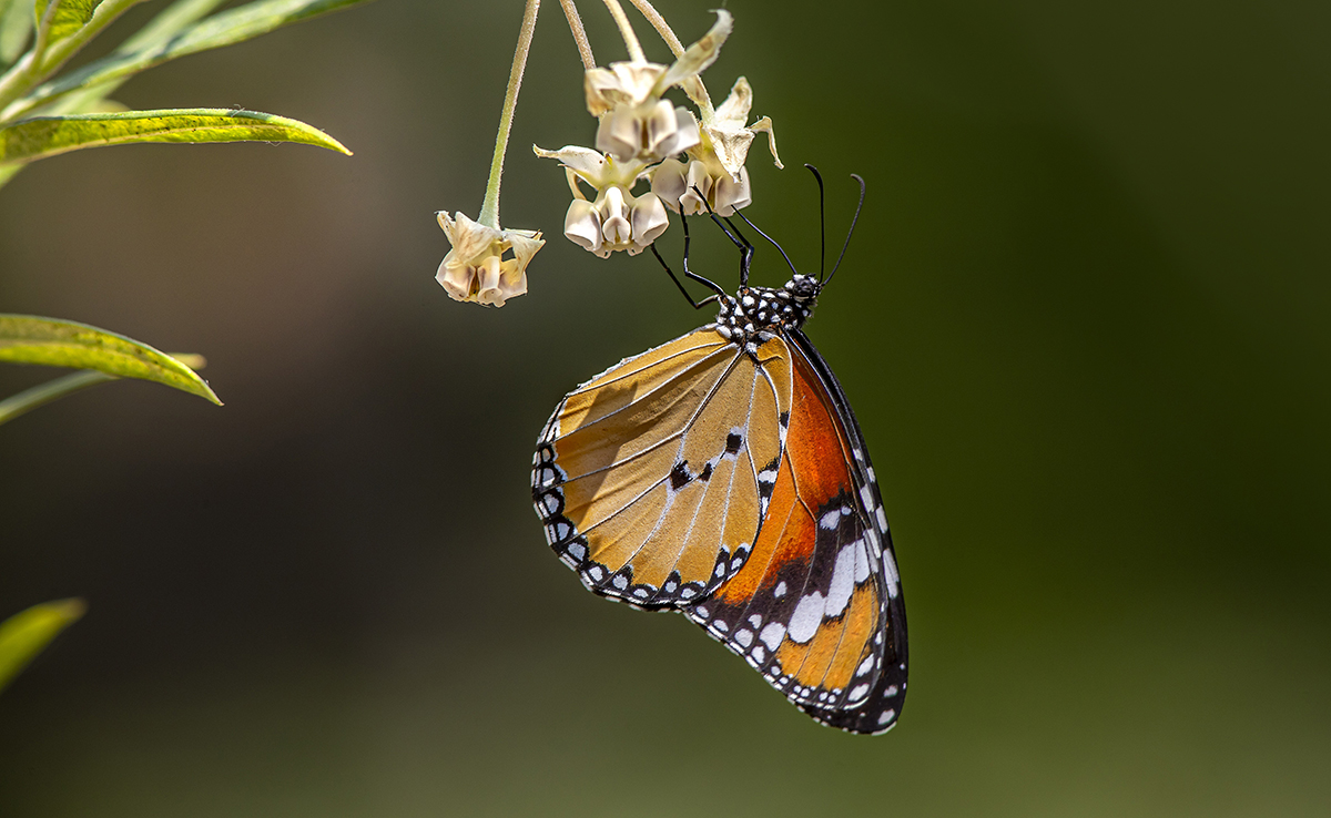 Migration des insectes : 8 espèces emblématiques qui migrent comme les oiseaux !