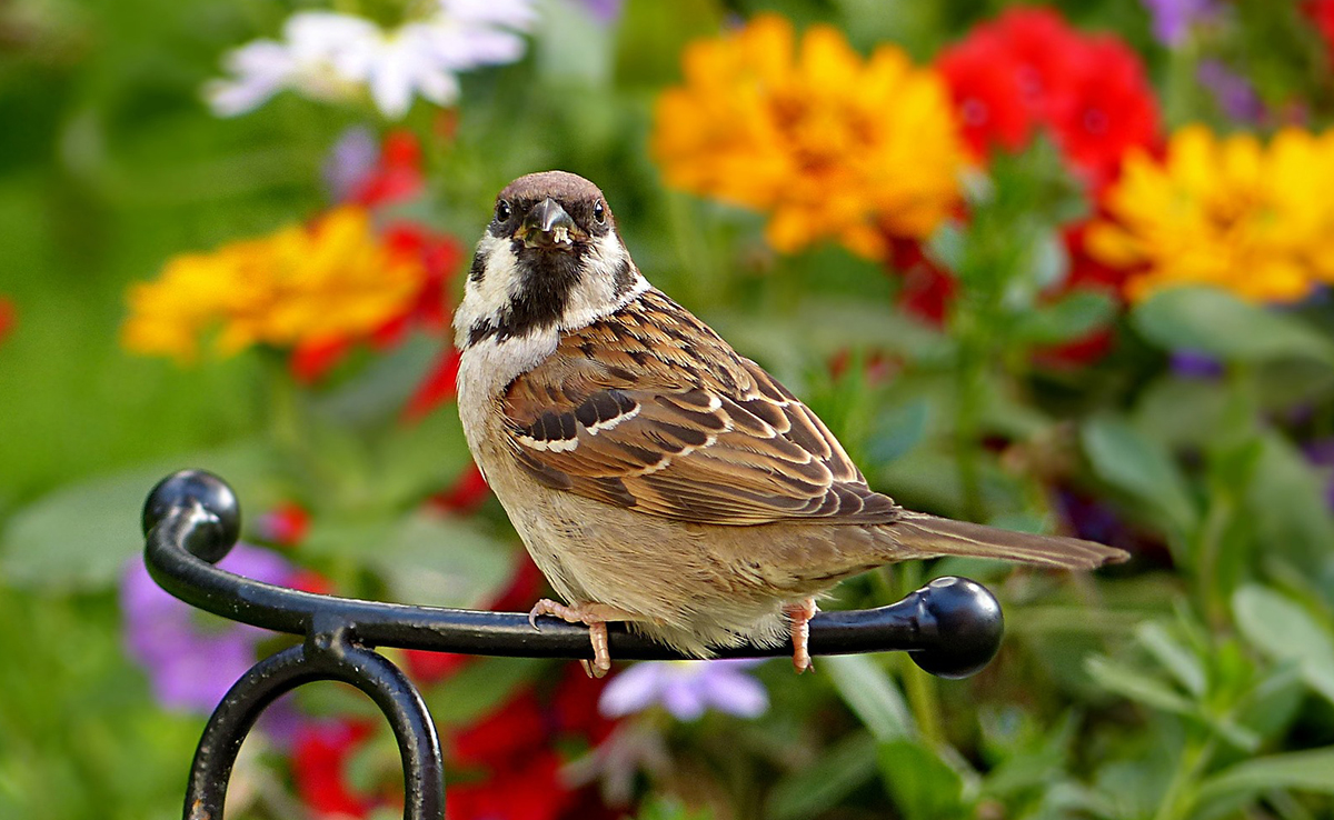 Moineau domestique, passereau extrêmement présent dans notre environnement