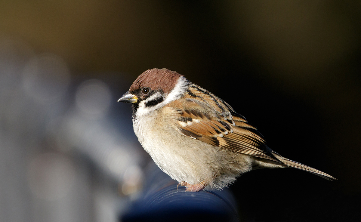 Moineau friquet très présent en Europe et en Asie