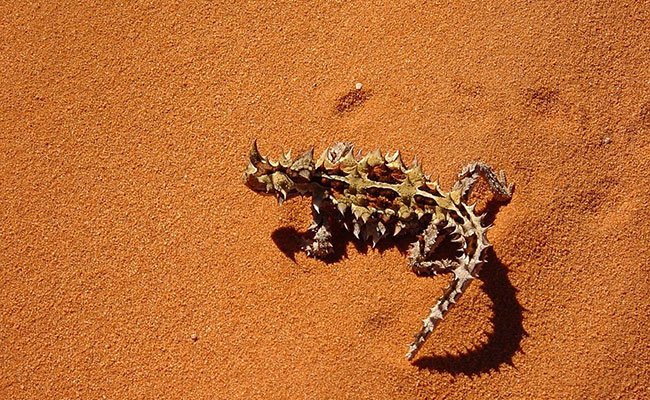 Moloch horridus ou diable cornu, petit lézard qui fait peur !