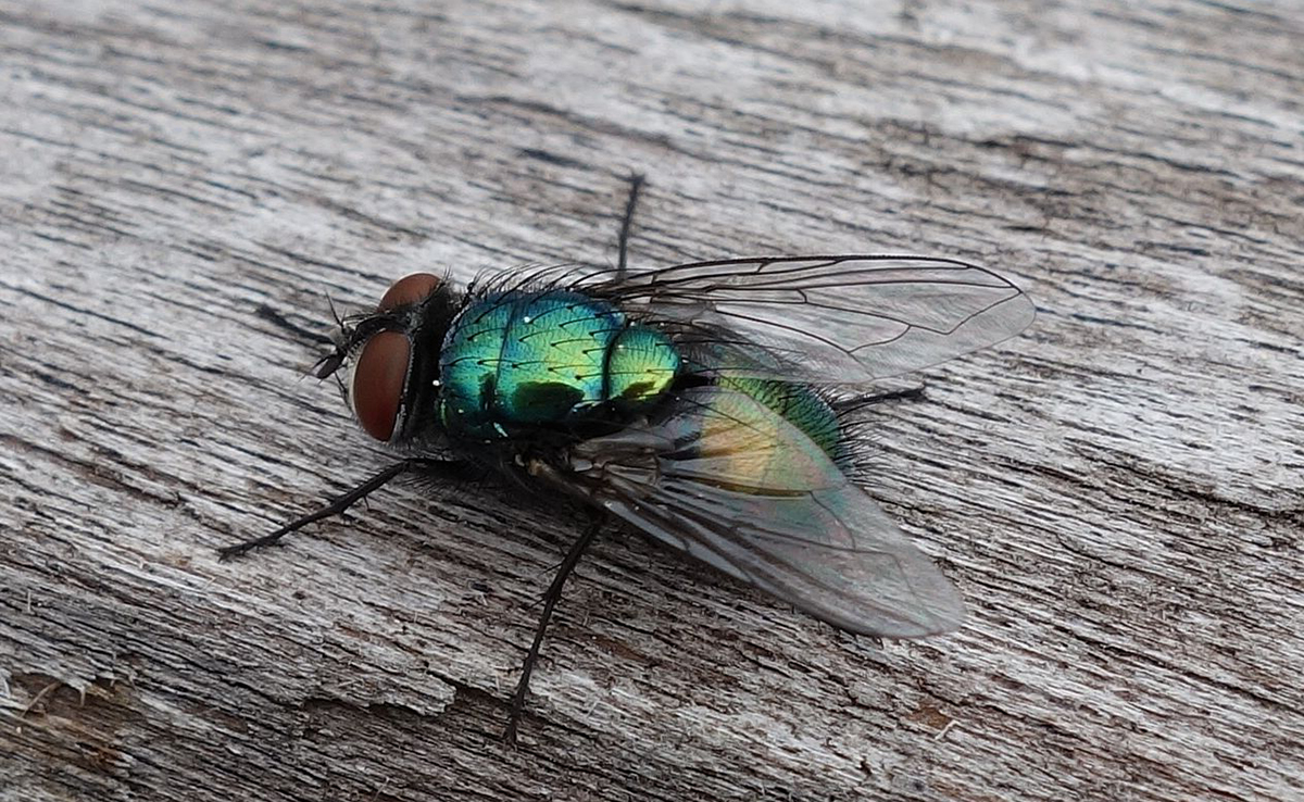 Mouche bleue ou mouche à viande, très commune dans notre environnement !