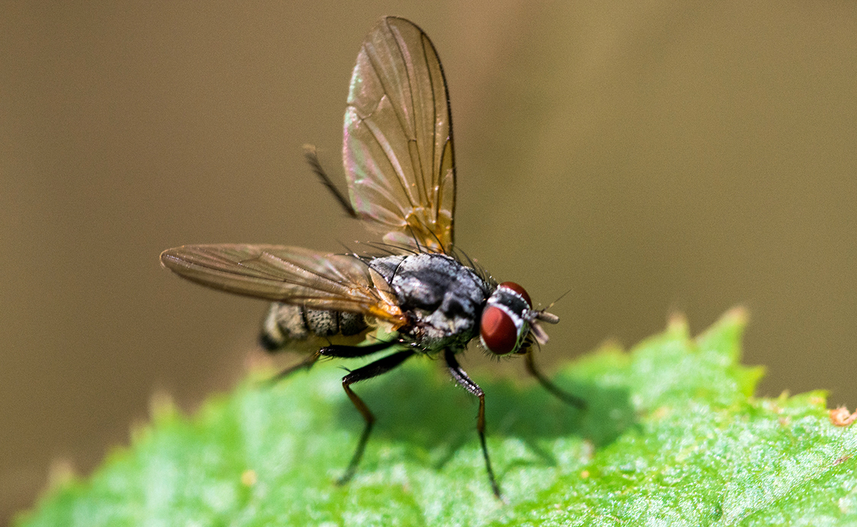 Mouche domestique, celle qui nous embête à la maison !