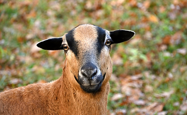 Le mouton du Cameroun : caractéristiques, besoins et conseils d'élevage