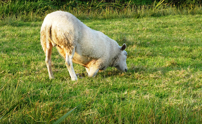 Mouton malade : 11 signes qui ne trompent pas