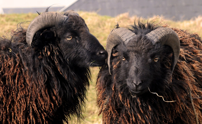 Le mouton d'Ouessant : caractéristiques, besoins et conseils d'élevage