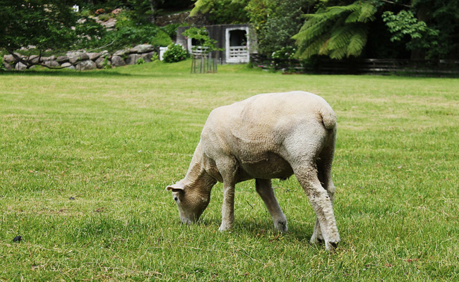 Comment élever des moutons