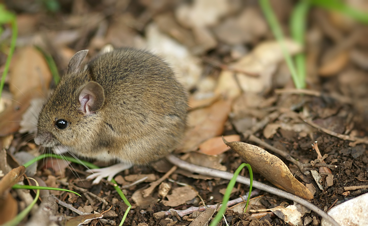 Le mulot : comment vit-il ? Comment l'éloigner de la maison ?