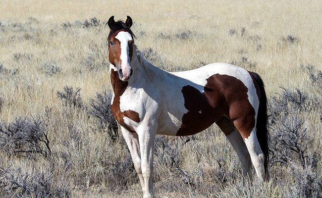 Le mustang : tout savoir sur cette race de cheval