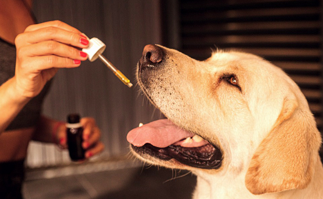 Assurance animaux et médecine douce : quelle prise en charge par la mutuelle ?