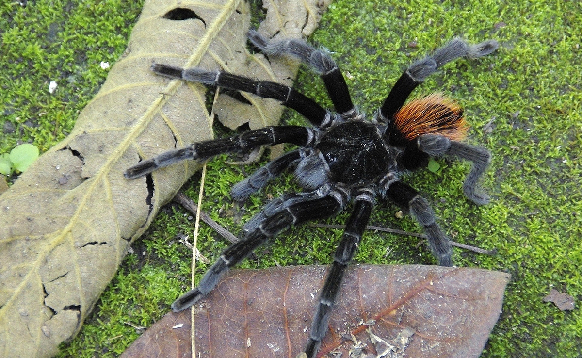 Mygale, l’araignée qui fait vraiment peur !