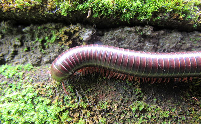 Les myriapodes : qui sont-ils ? Où vivent-ils ?