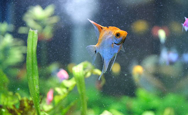 Nettoyer son aquarium : fréquence, conseils, trucs et astuces