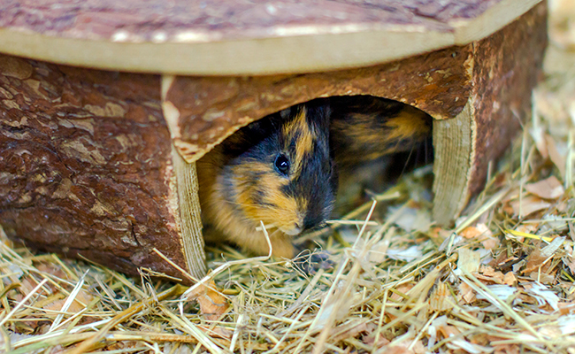 Nettoyer la cage de son cochon d'Inde : fréquence, conseils, trucs et astuces