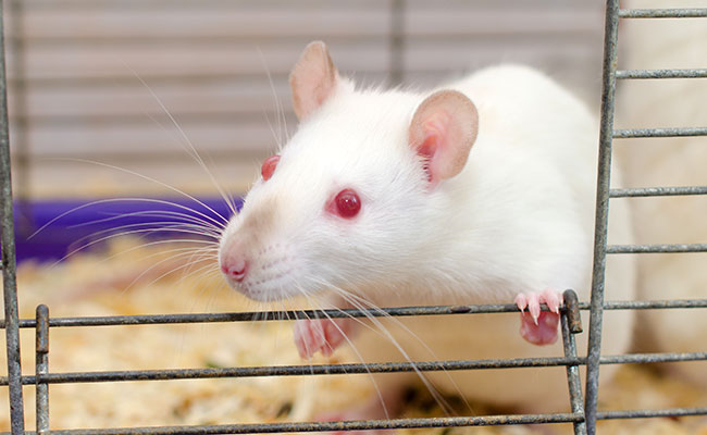 Nettoyer la cage de son rat : fréquence, conseils, trucs et astuces