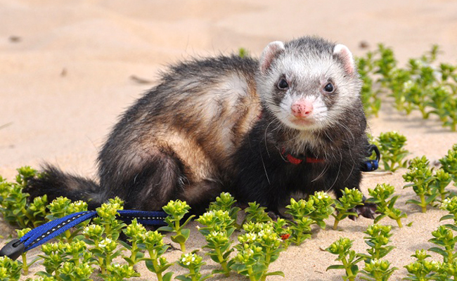 50 noms drôles et rigolos pour mon furet