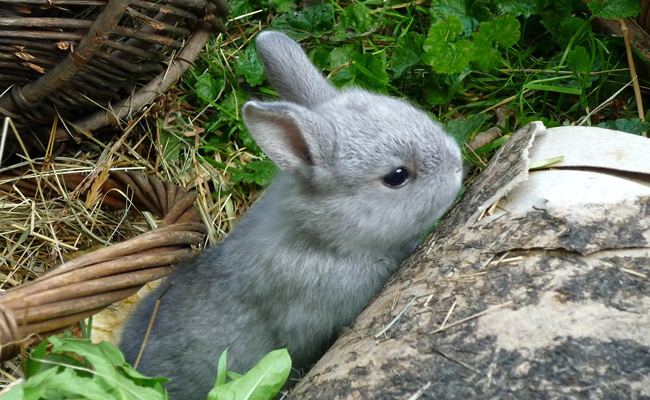 Noms de lapin : 50 idées de prénoms rigolos et originaux