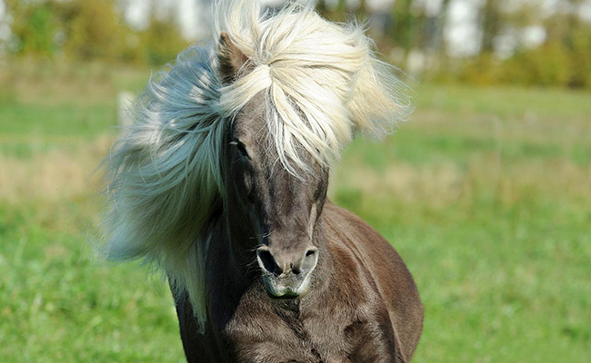 Noms de poney : 50 idées de prénoms rigolos et originaux