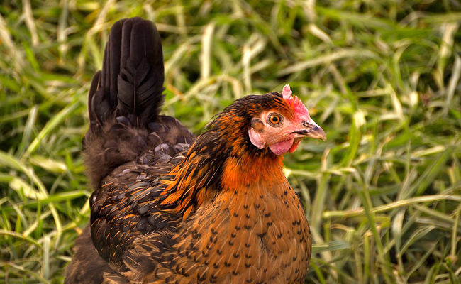 Noms de poule : 50 idées de prénoms rigolos et originaux