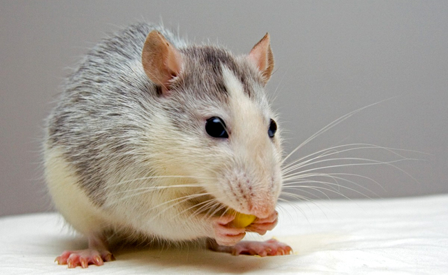 50 noms drôles et rigolos pour mon Rat