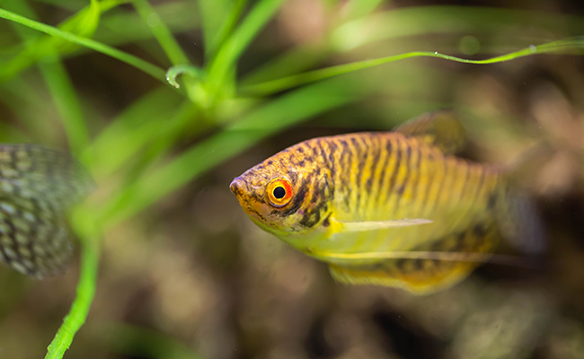 Comment nourrir les poissons de son aquarium ? 3 principes généraux