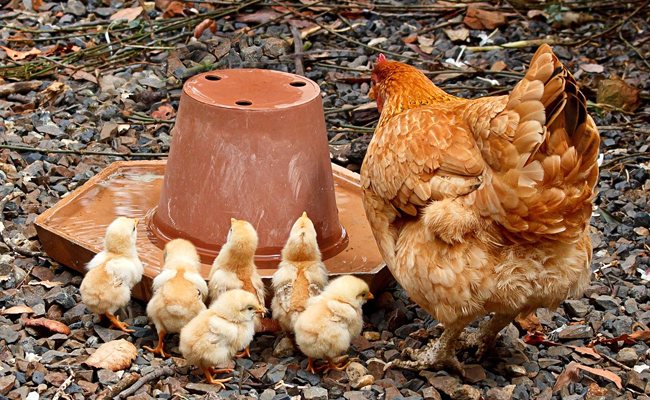 Comment nourrir des poussins : conseils pour une bonne alimentation