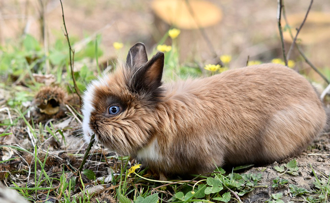 Comment nourrir un lapin nain ? L'alimentation idéale du lapin