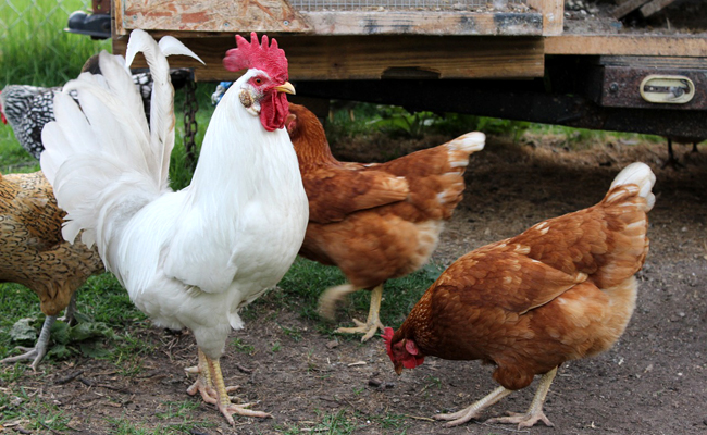 Intégrer de nouvelles poules dans un poulailler : quelles précautions ?