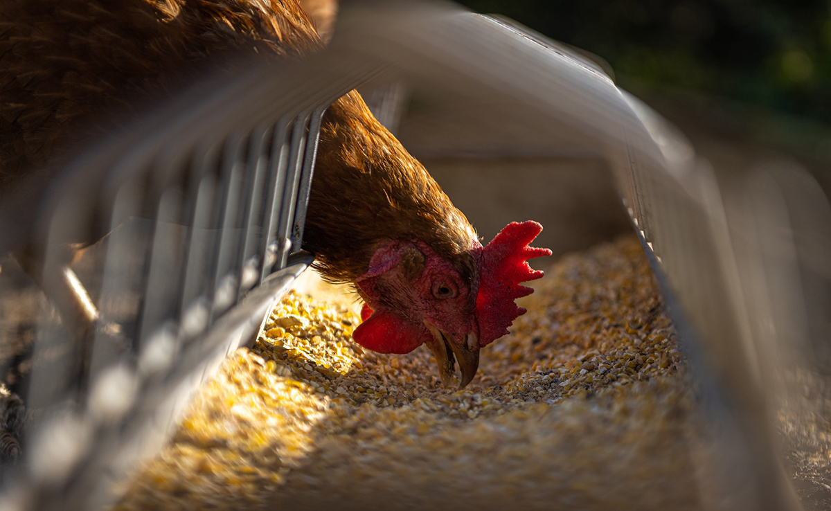 Les nuisibles, oiseaux, rongeurs, etc mangent la nourriture de mes poules, que faire ?