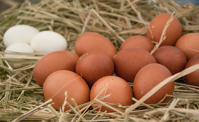 Comment savoir si un œuf de poule est fécondé ?