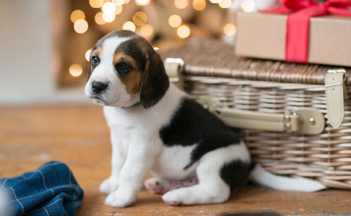 Offrir en cadeau un animal de compagnie ? Une hérésie ?