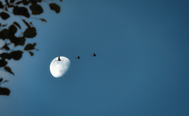 Les oiseaux dorment en volant : vrai ou faux ?