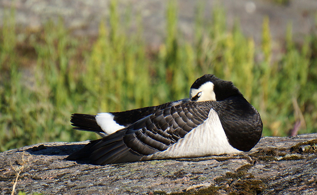 Où dorment les oiseaux ?