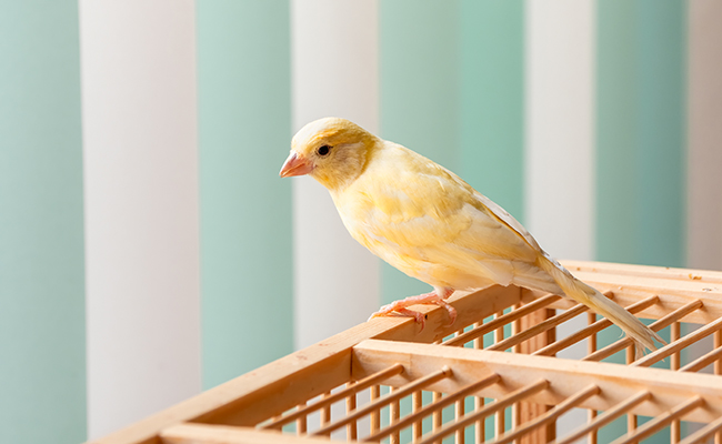 Mon oiseau s'est échappé de sa cage, que faire ?