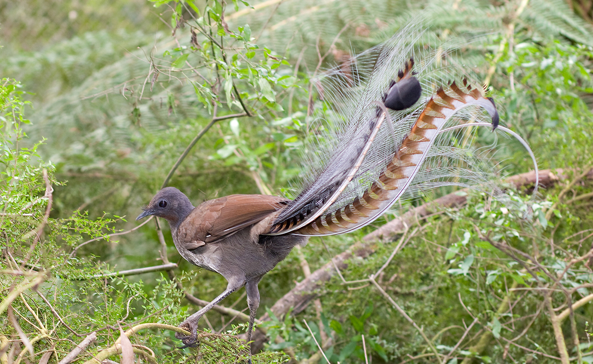 Oiseau-lyre, véritable imitateur !