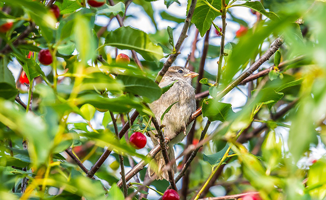 Comment faire fuir les oiseaux du cerisier ?