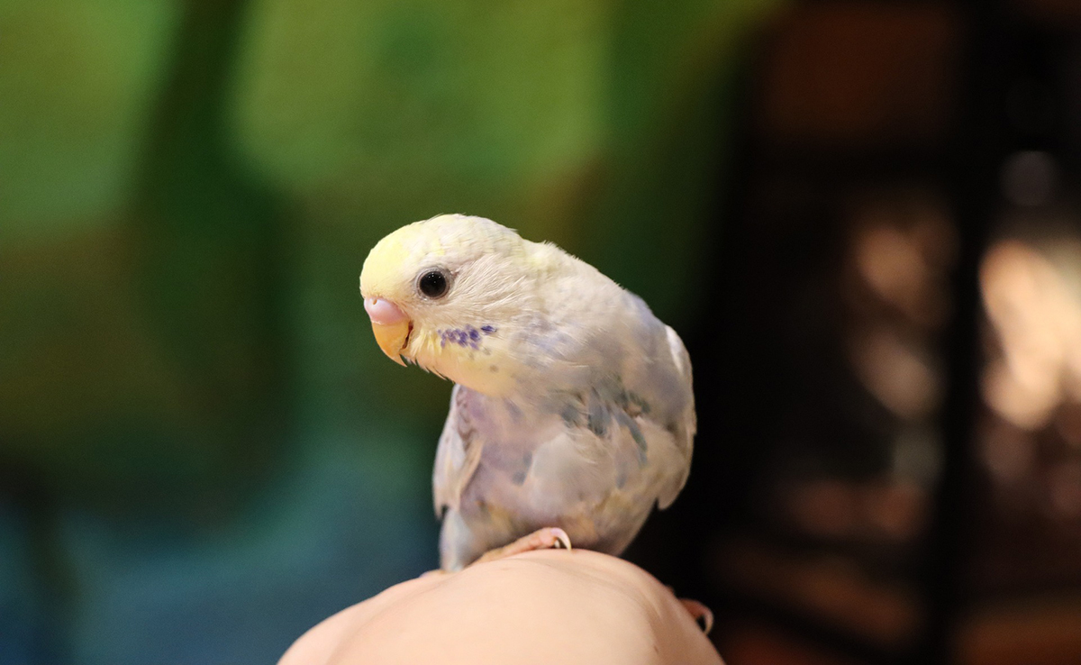 Les aliments toxiques pour les oiseaux de compagnie