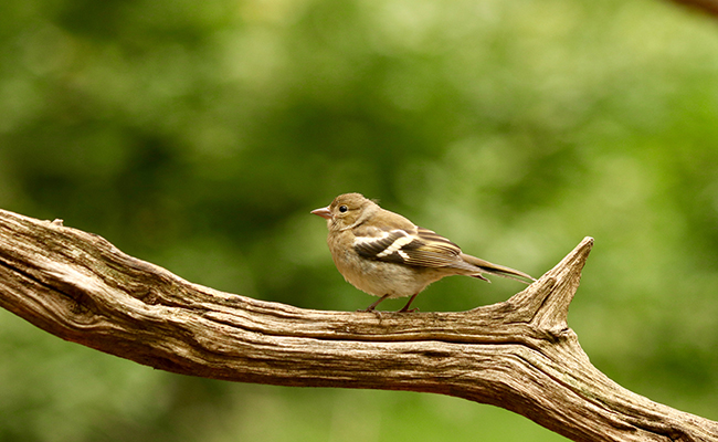 Ornithophobie, peur des oiseaux : explications