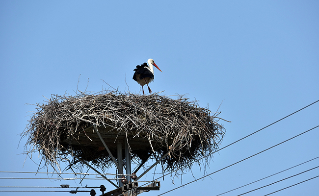 15 oiseaux qui ne se posent jamais sur les fils électriques !