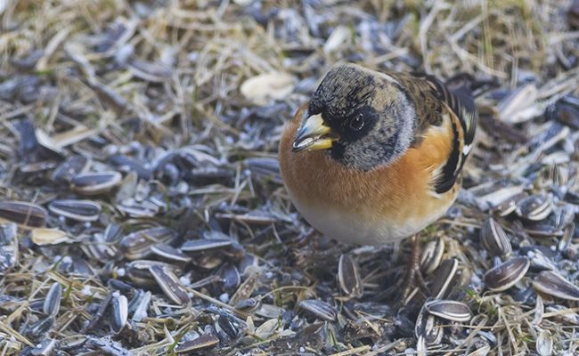 8 oiseaux qui viennent hiverner en France