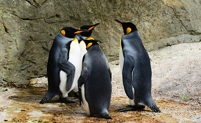 Pourquoi certains oiseaux ne peuvent plus voler ?