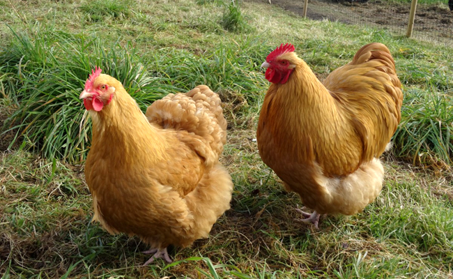 L'Orpington, une poule domestique originaire d'Angleterre