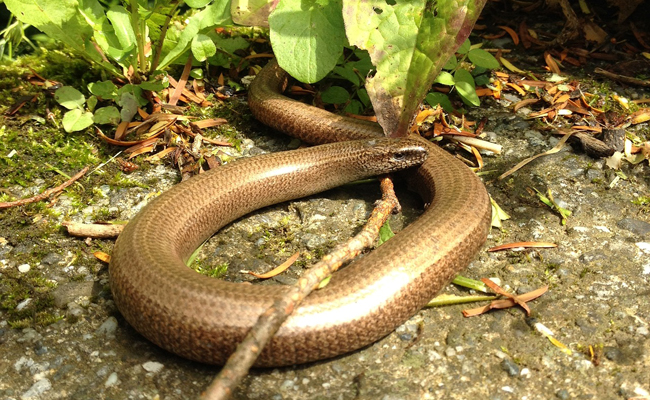 L’orvet, un lézard sans pattes à ne pas confondre avec un serpent