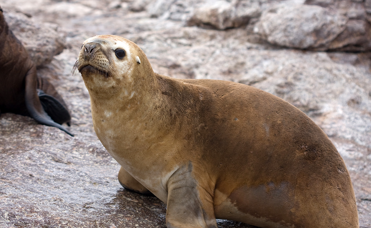 Otarie, mammifère marin composé de plusieurs espèces