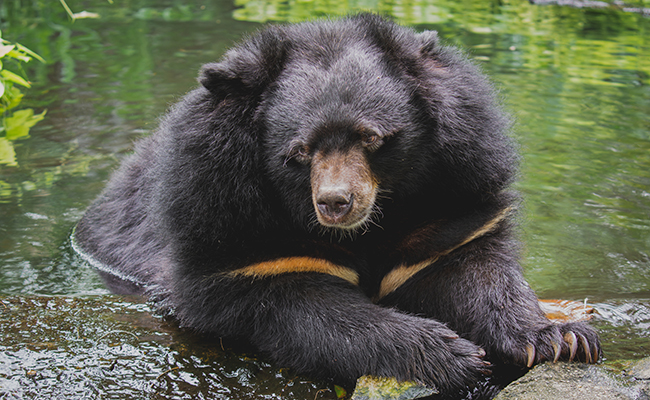 Un ours mal léché, d’où vient cette expression ?