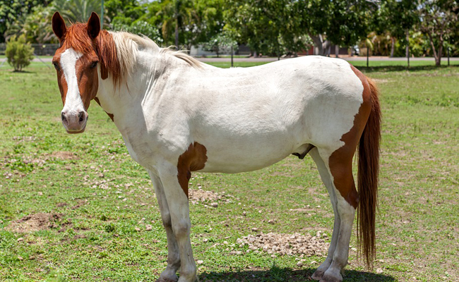 Le Paint Horse : tout savoir sur cette race de cheval