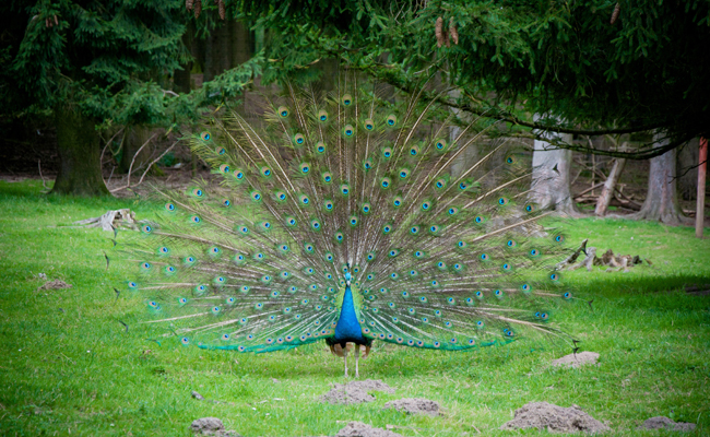 paon bleu (Pavo Cristatus)