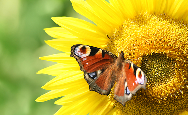 Paon-du-jour, très beau papillon coloré