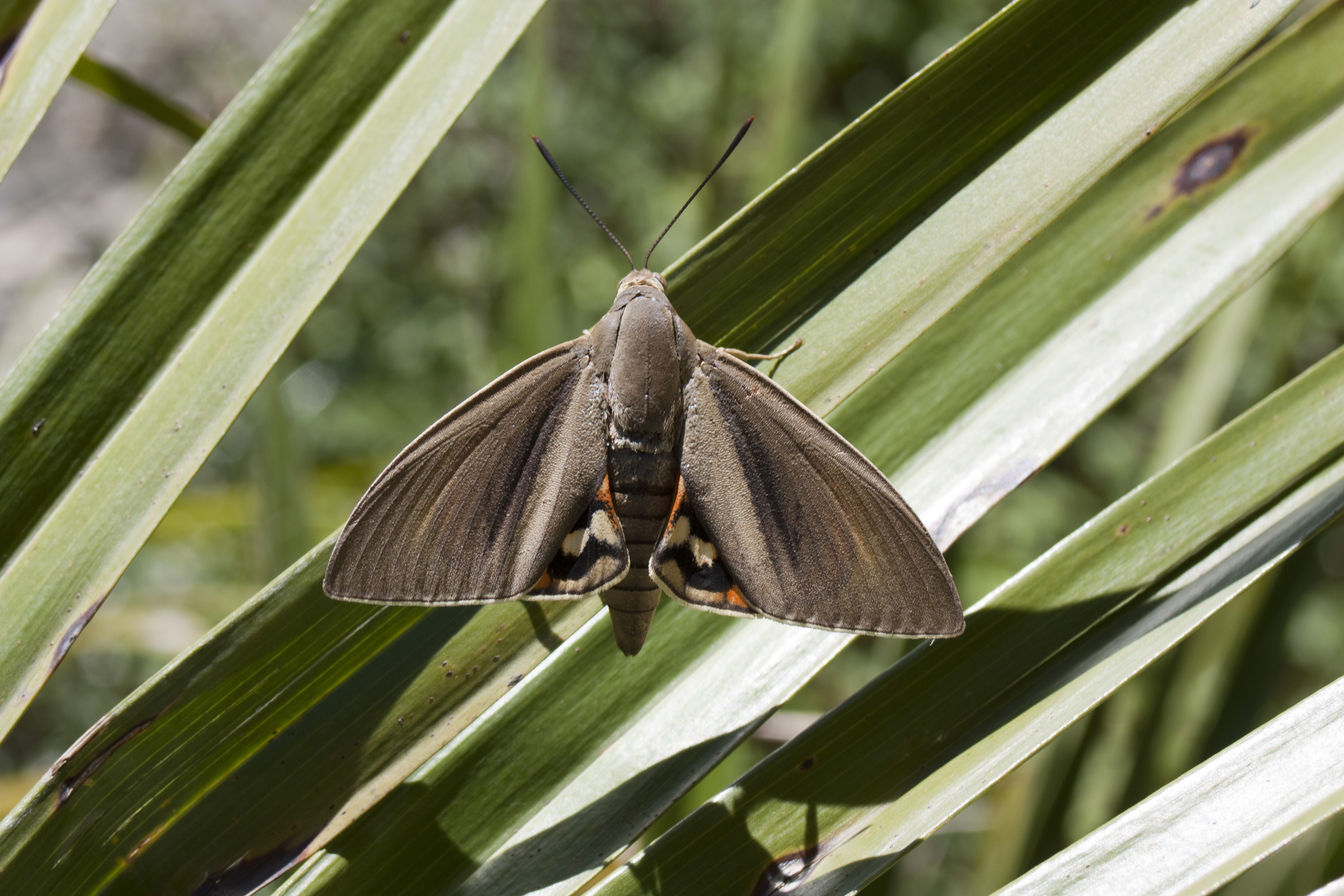 Papillon du palmier : qui est-il ? Comment vit-il ?