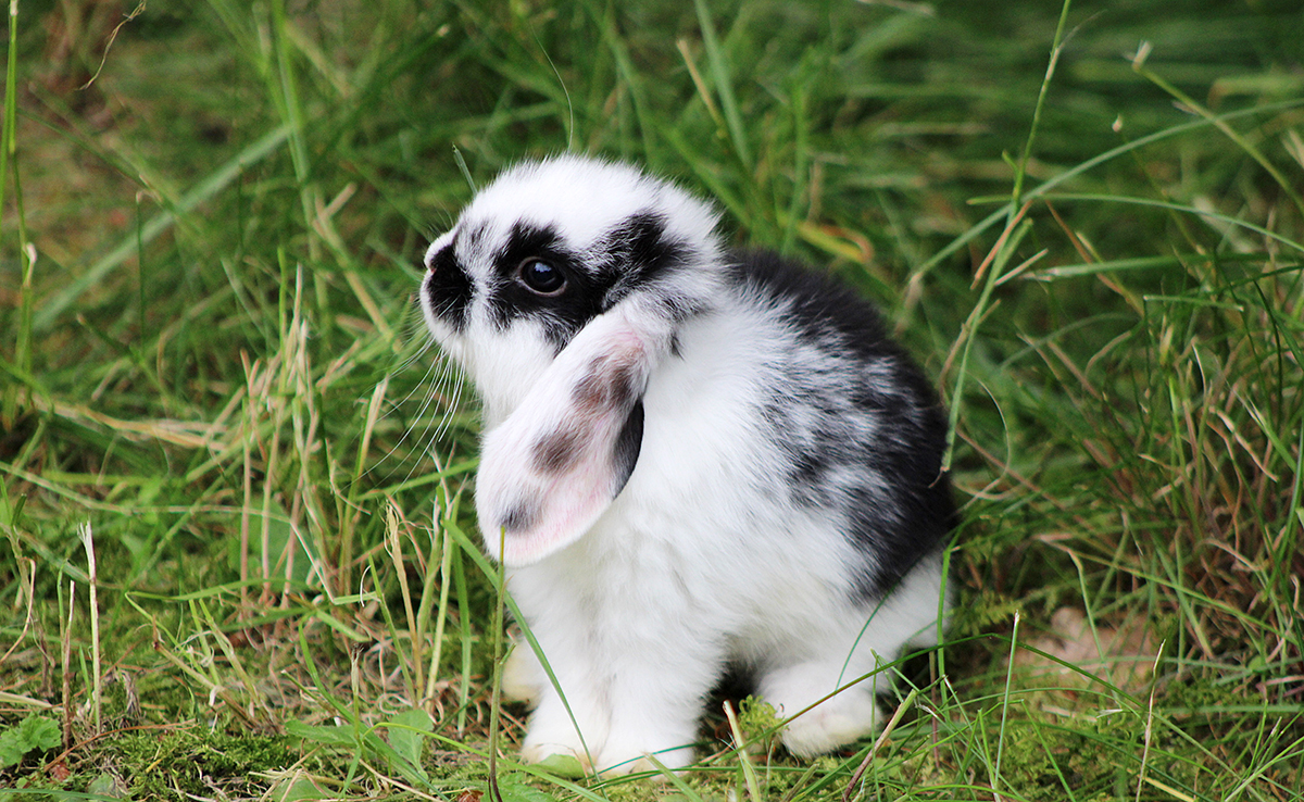 Parasites externes du lapin : qui sont-ils ? Comment les identifier ?